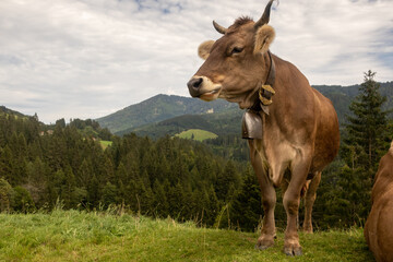 Naklejka na ściany i meble Kühe auf Almwiese im Allgäu