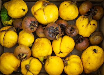 Mixed autumn fruits background image