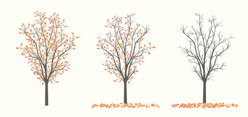 Drawing of autumn trees in three versions with leaves and without leaves