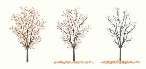Drawing of autumn trees in three versions with leaves and without leaves