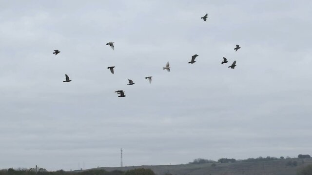 flight of a flock of doves against a cloudy sky, slow motion