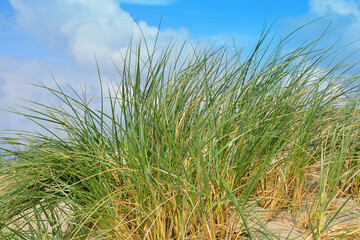 Dune grass on north see