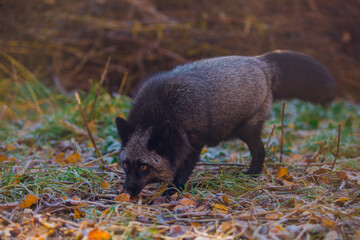 A beautiful young fox of a silver-black color walks on frosty frost on green grass in November