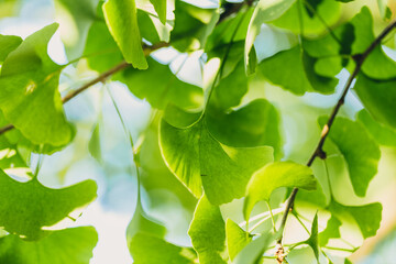 Close-up brightly wet green leaves of Ginkgo tree (Ginkgo biloba), known as ginkgo or gingko in...