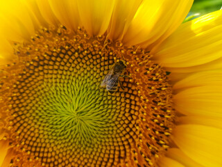Closeup shot of the honeybee collecting pollen