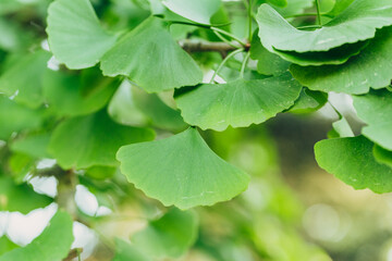 Close-up brightly wet green leaves of Ginkgo tree (Ginkgo biloba), known as ginkgo or gingko in soft focus against background of blurry foliage.