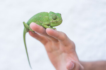 Green common chameleon in the hand of a white man, in Zahora, Andalucia, Spain.