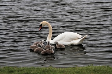 A close up of a Mute Swan and Cygnets