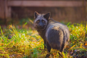 A beautiful young fox of a silver-black color walks on frosty frost on green grass in November