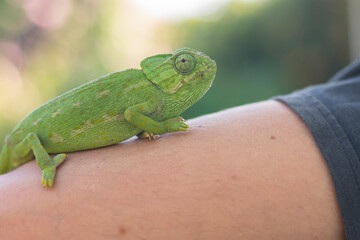 Green common chameleon on a man's arm.
Man with a chameleon on his arm, in Zahora, Andalusian, Spain.