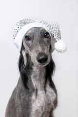 Greyhound dog sits in a white shiny Christmas hat on a white background.