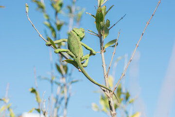 green common chameleon climbing a tree with the blue sky in the background.