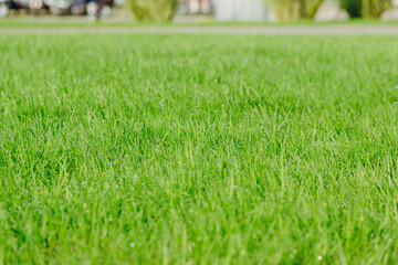 natural green grass texture with blurred park