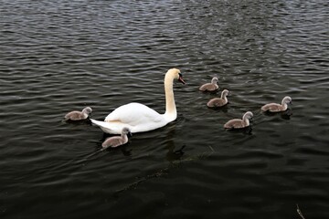 A close up of a Mute Swan and Cygnets