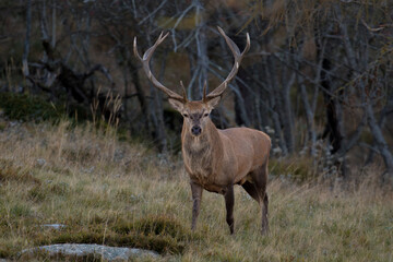 Male Red deer Stag (Cervus elaphus) standing in an alpine grassland on forest background, Italian Alps, Piedmont. 