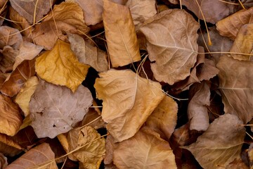 Yellow, brown, orange poplar leaves on the ground. Abstract photography. Art photography.