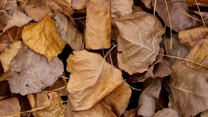 Yellow, brown, orange poplar leaves on the ground. Abstract photography. Art photography.
