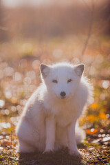 Beautiful Arctic fox in autumn in November against the background of sunny nature in the reserve