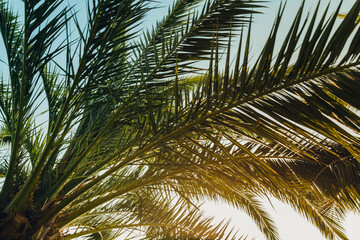 Fototapeta premium Tropical palm leaves with sunbeams, floral drawing background, real photo