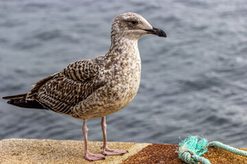 seagull in the foreground by the sea