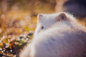Beautiful Arctic fox in autumn in November against the background of sunny nature in the reserve