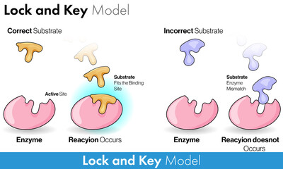 Fototapeta premium Model of enzyme activity: Lock and key model of enzyme catalysis 