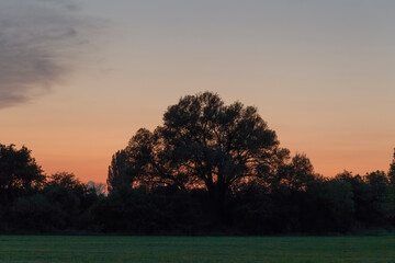 Fototapeta na wymiar Sunset over the edge of a forest