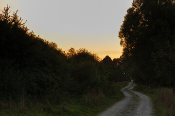 Sunset over a forest path