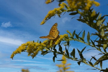 翅を広げてセイタカアワダチソウの花にとまるツマグロヒョウモン