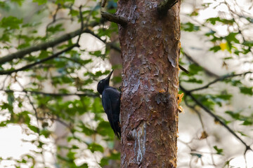 A black woodpecker sitting on the trunk of a pine tree