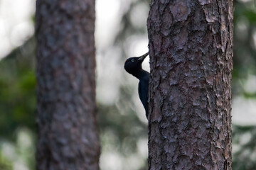 A black woodpecker sitting on the trunk of a pine tree