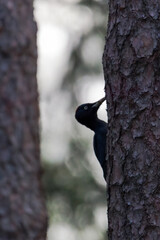 A black woodpecker sitting on the trunk of a pine tree