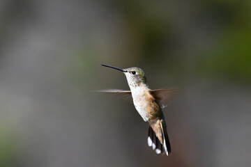 Fototapeta na wymiar A female Broad-tailed Hummingbird flies in search of food in the Rocky Mountains. 