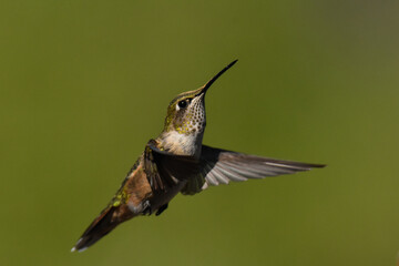 A female Broad-tailed Hummingbird flies in search of food in the Rocky Mountains. 