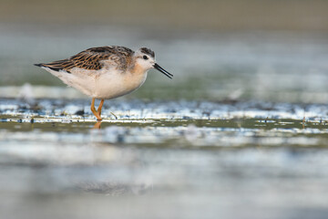 An immature Wilson's Phalarope wades through a marsh on the Colorado prairie.