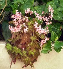 Begonia plant on a pot blooming beautiful pink flowers in spring