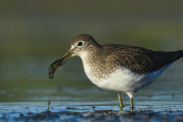 A Solitary Sandpiper feeds on an aquatic insect on the Colorado prairie during fall migration.
