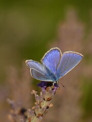 Common blue butterfly with open wings (Polyommatus icarus) on lavender flower, Gdansk, Poland