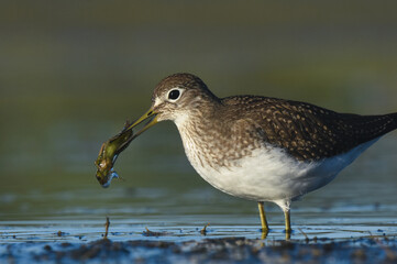 A Solitary Sandpiper feeds on an aquatic insect on the Colorado prairie during fall migration.