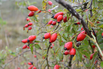 Berries ripen on the branch of a dog rose bush