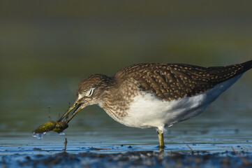 A Solitary Sandpiper feeds on an aquatic insect on the Colorado prairie during fall migration.