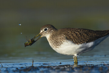 A Solitary Sandpiper feeds on an aquatic insect on the Colorado prairie during fall migration.