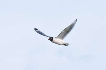 A Franklin's Gull flies over a lake on the Coloardo prairie.