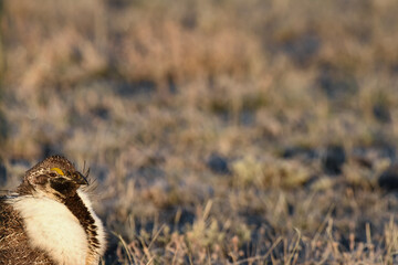 A male Greater Sage-Grouse displays for females at a lek in Colorado. 