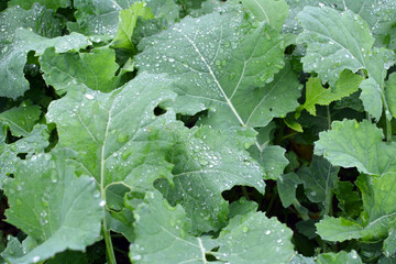 In the autumn field grows winter rape