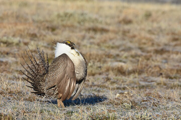A male Greater Sage-Grouse displays for females at a lek in Colorado. 