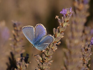 Common blue butterfly with open wings (Polyommatus icarus) on lavender flower, Gdansk, Poland