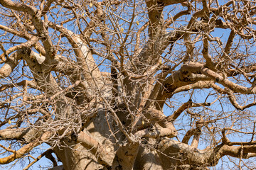 baobab branches