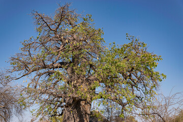 baobab detail