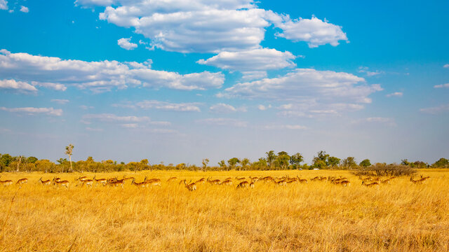 yellow african field with antelopes